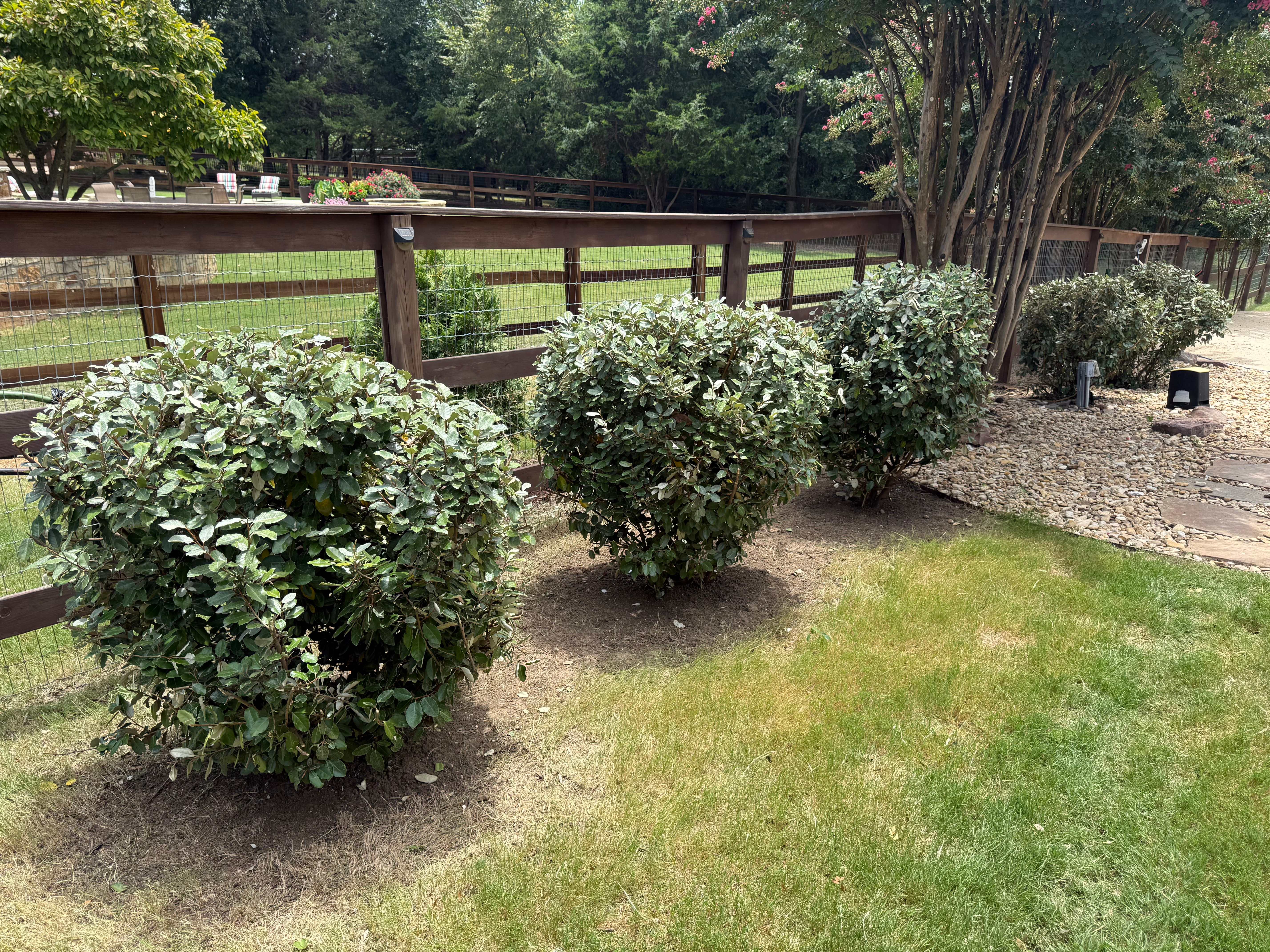 Shrub Restoration Project